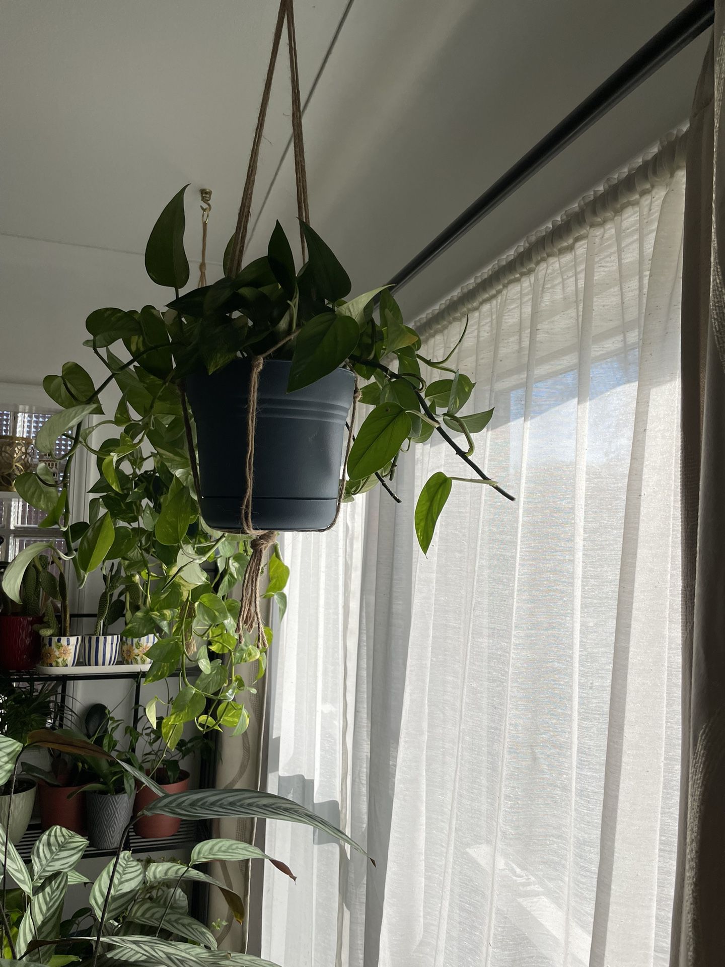 Pothos Plants For Sale $24 Each , $45 Both Macrame Included 