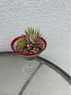 Succulents planted in a martini glass