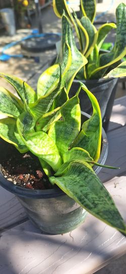 Sansevieria Twister Sister, Snake Plant, Sanseveria, Lengua de Suegra