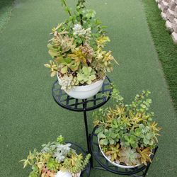  Succulent Arrangement