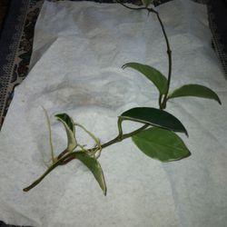 12" Krimson Queen Rooted Hoya $12 -Ship $3.50 -Pink Fragrant Flowers  -Deltona, FL Pickup 