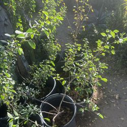 Elephant Food Plant $30 Each