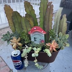 Suculentas  A 12 Dolares 