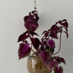 Hydroponic Chinese Red in Wine Glass Vase – Blooming