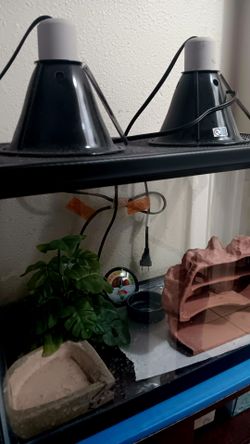 10 Gallon Tank Setup (Reptiles)