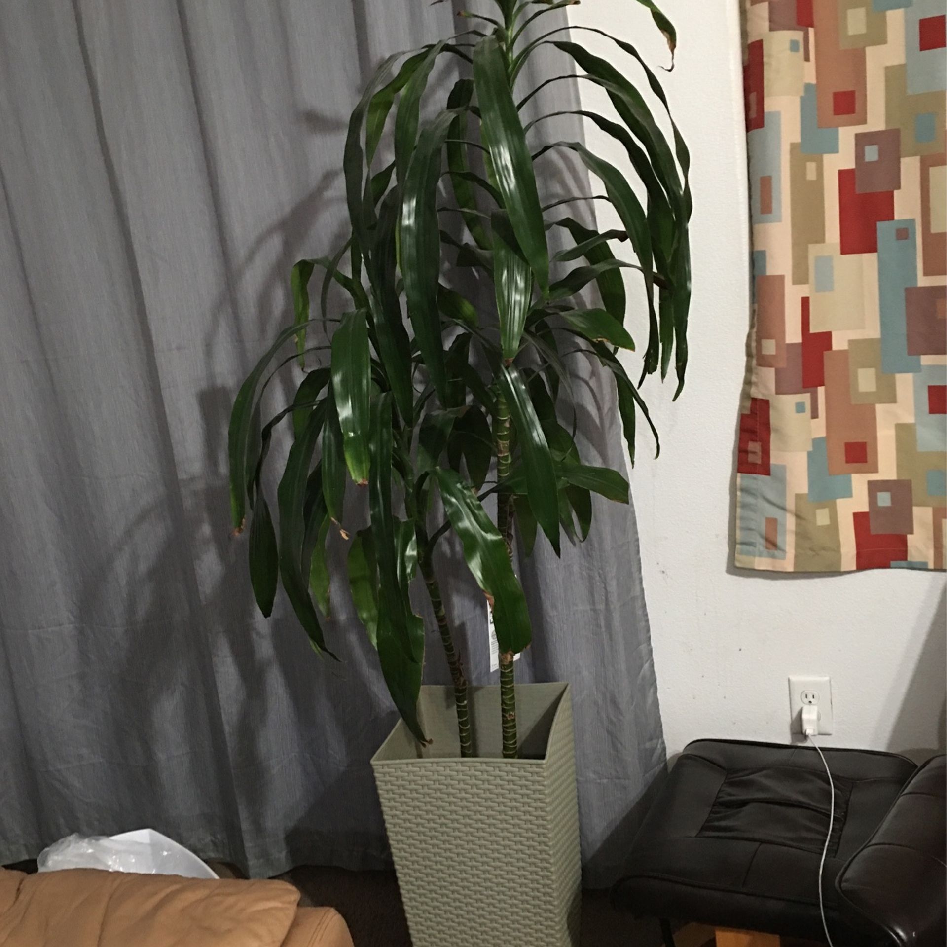 Fortune Plant