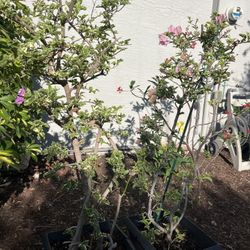 Bougainvillea Twin On Sale