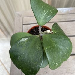 Hoya Kerrii Plants