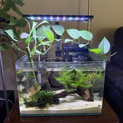 Aquarium set up