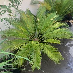 Sago Plants