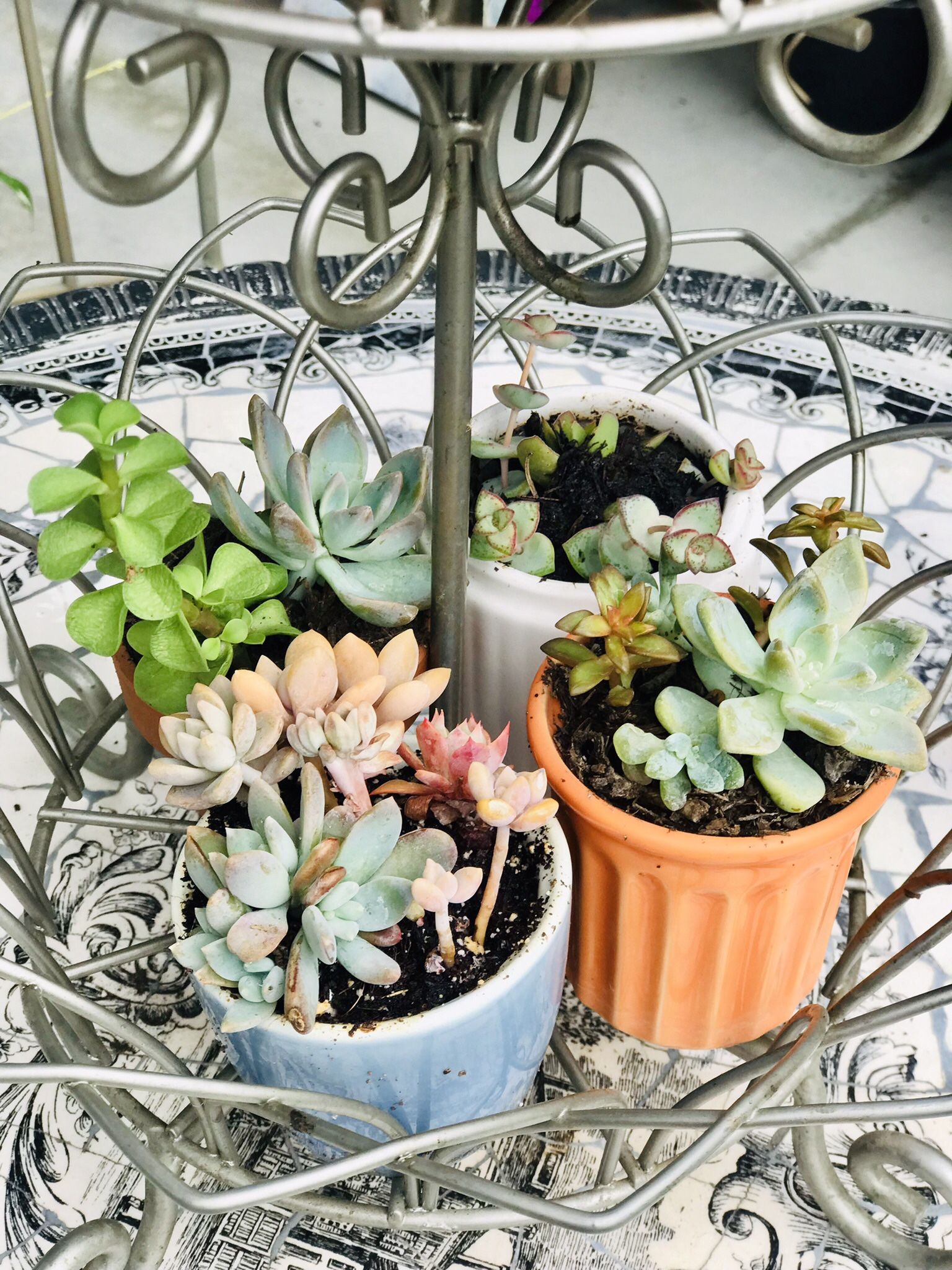 $3 Mini Potted Plant