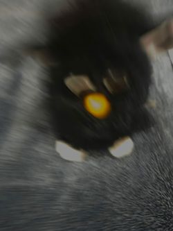 Furby