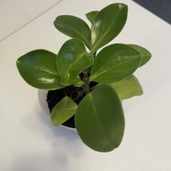 Baby Rubber Plant (Peperomia obtusifolia)