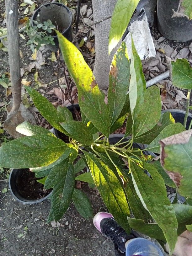 Avocados Trees Ready To Plant π₯