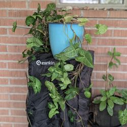 Arrowhead Plant With Ceramic Pot 