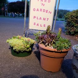 SATURDAY PLANT SALES @the farm- Puyallup 