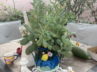 Bonita planta