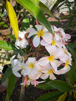 Plumerias