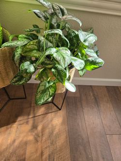 Live Plant Scindapsus 13 inch pot