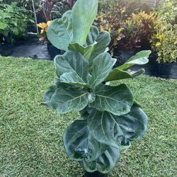 FIDDLE LEAF FIG (Trendy House Plant Air Purifying ) 3 Gallon Pot