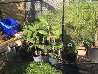 Orinoco plaintain/bananas