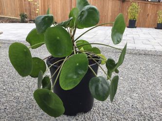 Chinese Money tree plant