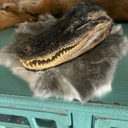 Crocodile Head