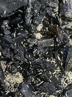 Springtail culture