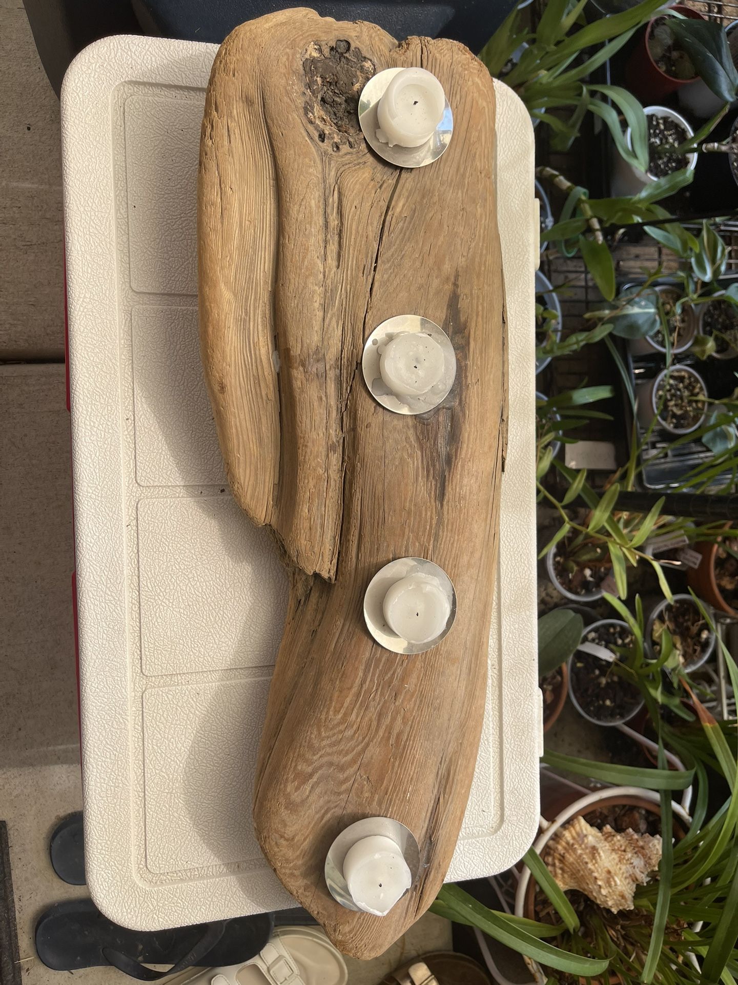 Driftwood 