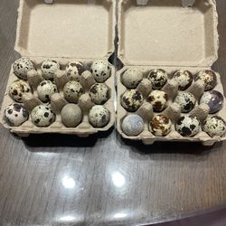 Two Dozen Fertile Quail Eggs (blue Inside) Check Description Below :)