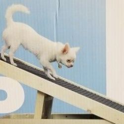 Dog Ramp 