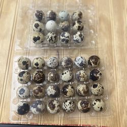 Coturnix Quail Eggs