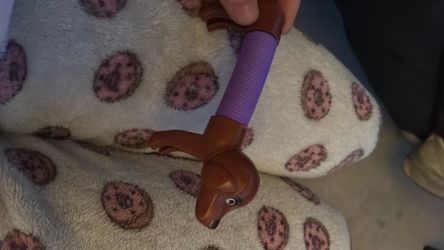 Fidget dog