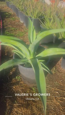 Octopus agave