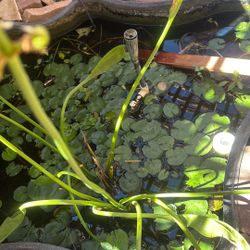 Lilly Pads And Other Pond Plants