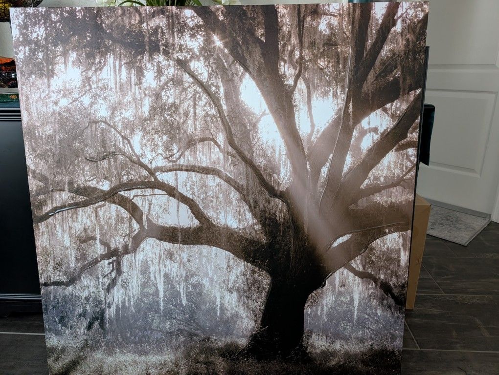 Large Live Oak Picture