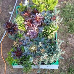 Succulents