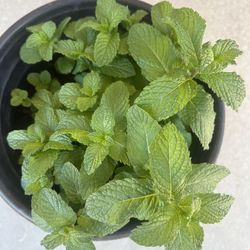 Mint Plant 