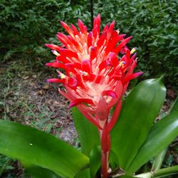 Bromeliads, 