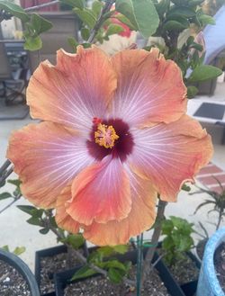 Hibiscus plant- Rum Runner