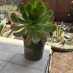 Succulent Plant