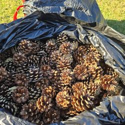 Craft Pinecones. 2 Large Bags