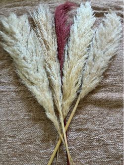 Pampas stems