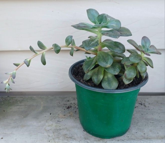 Echeveria Chroma Succulent Plant 🪴