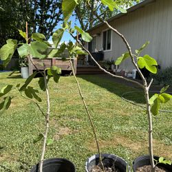 Fig