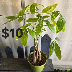 Money Tree