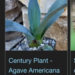 Potted Desert Plants Agave Pencil Cactus More