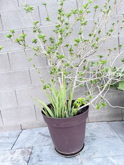 Red Hibiscus in 15 gallon pots