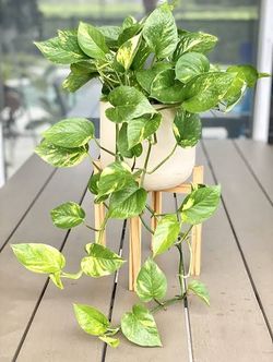 House plant  you get the second picture....Planta de casa la de la segunda foto