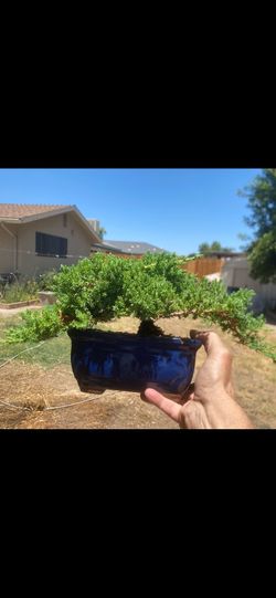 Bonsai plant for sale $60 each Bonsai plant for sale $60 each